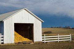 Stone Arabia harvest