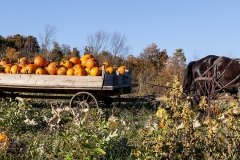 Amish pumpkin harvesting